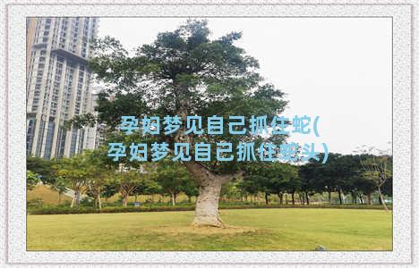 孕妇梦见自己抓住蛇(孕妇梦见自己抓住蛇头)