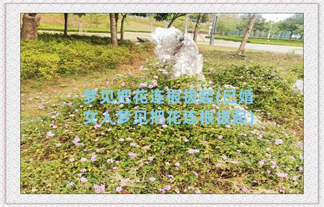 梦见把花连根拔起(已婚女人梦见把花连根拔起)