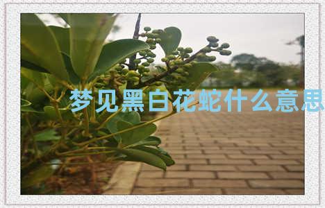 梦见黑白花蛇什么意思